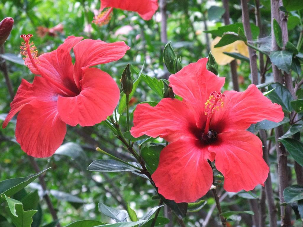 Paradise Garden Hotel