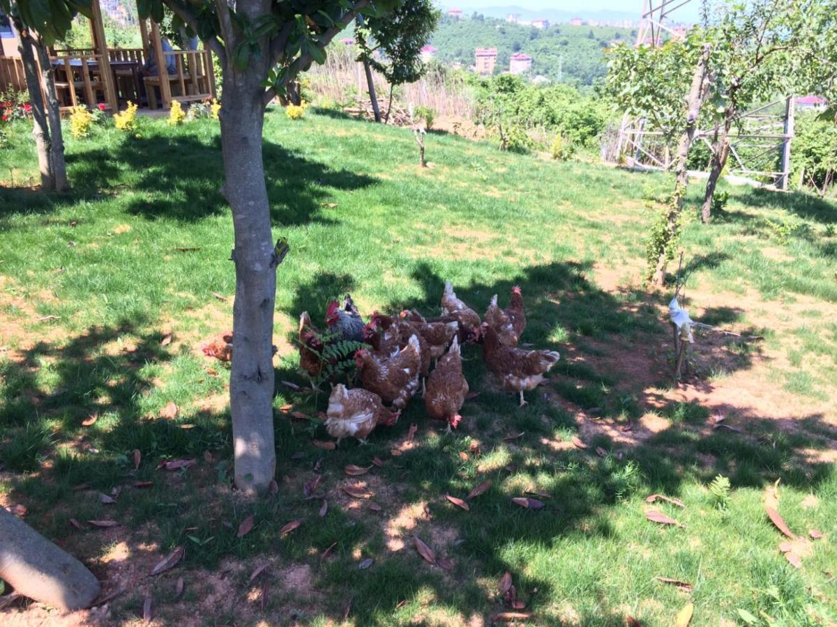 Menekse 2 Trabzon