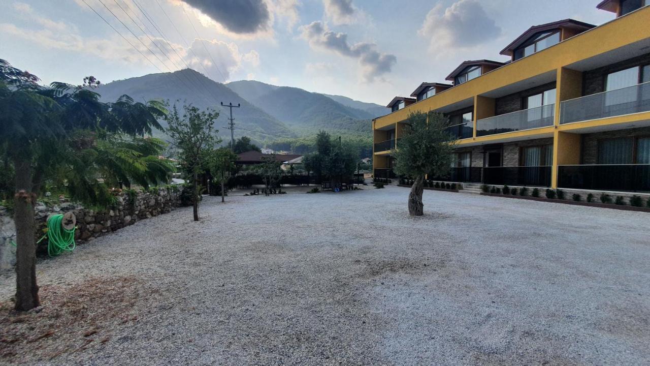 Olive Tree Mugla