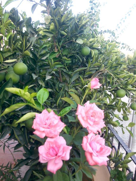 Sirman Bed & Breakfast Sarigerme