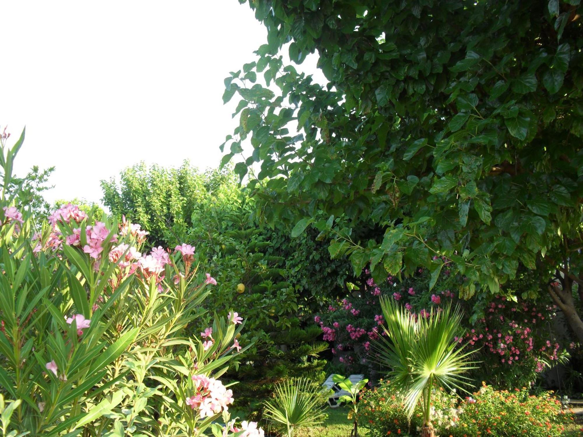 Cesur Pansiyon Guest house Cirali