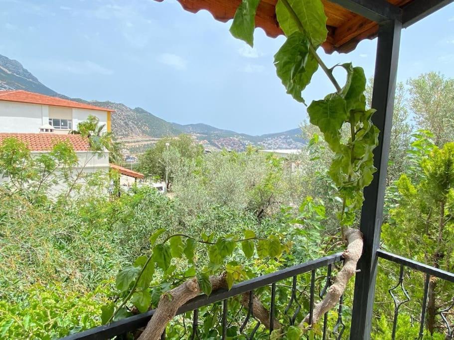 Leton Kleo - Center * Kalkan