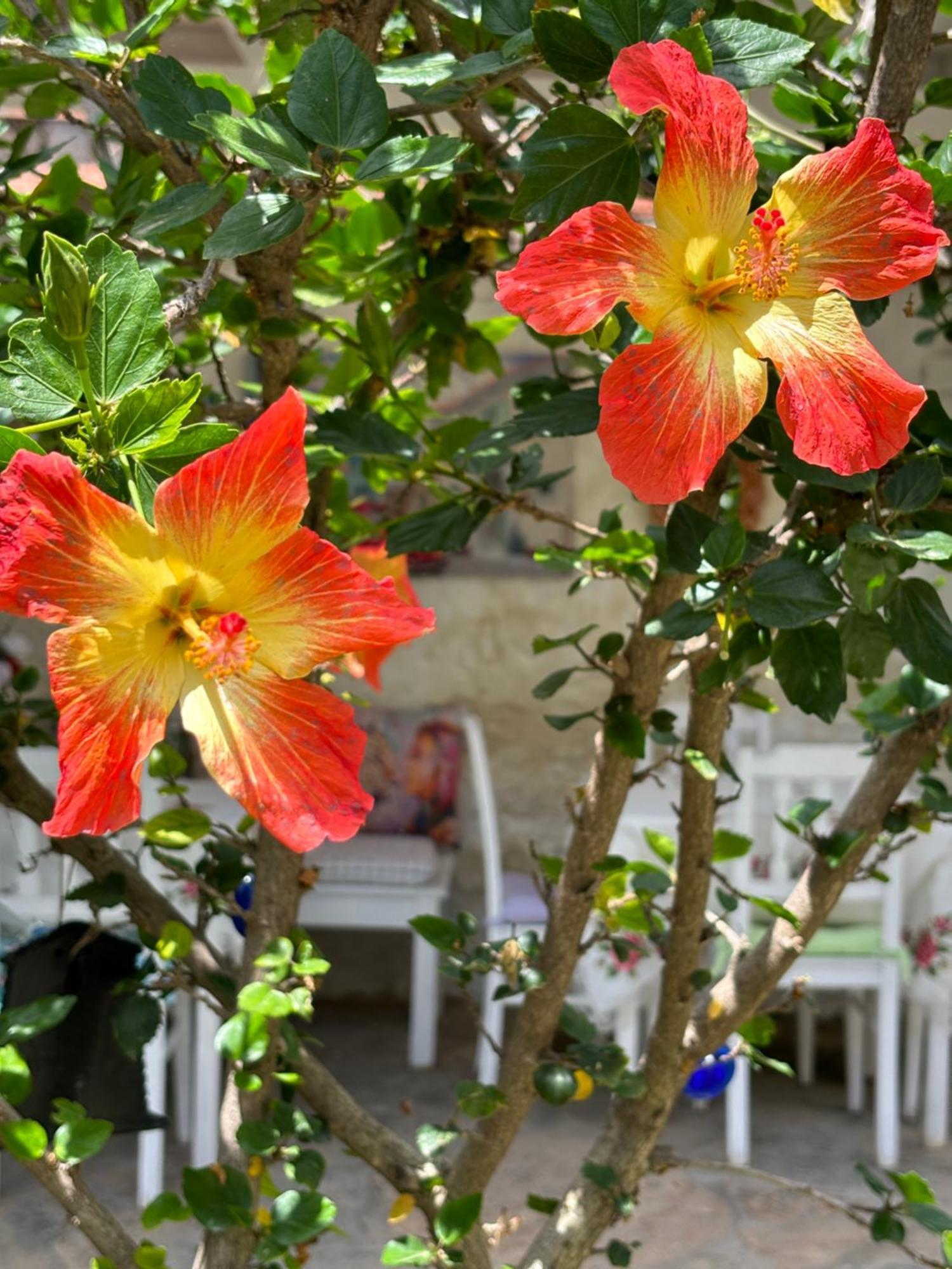 Guest house Tasdelen Alacati