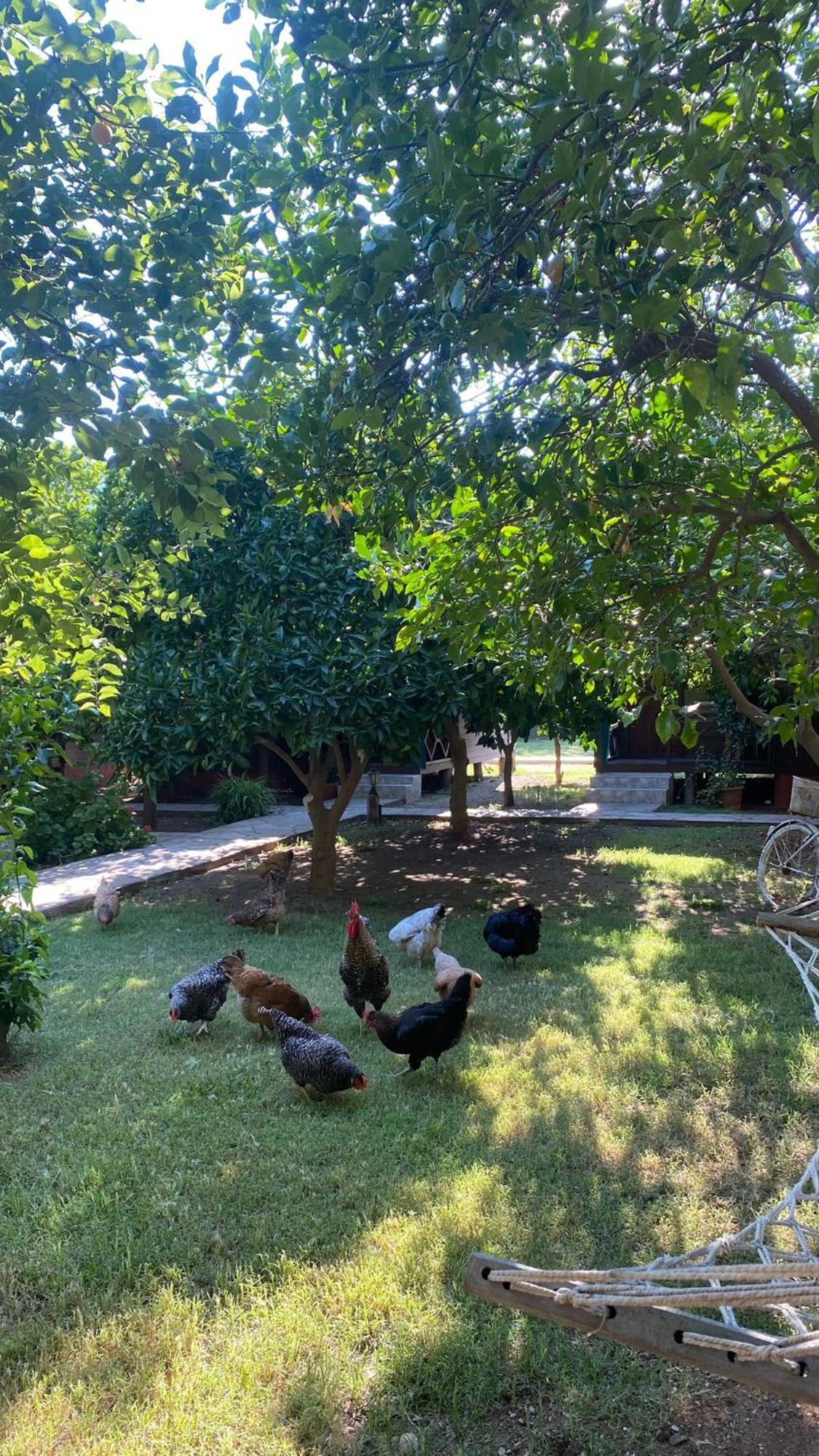Plaj Guest house
