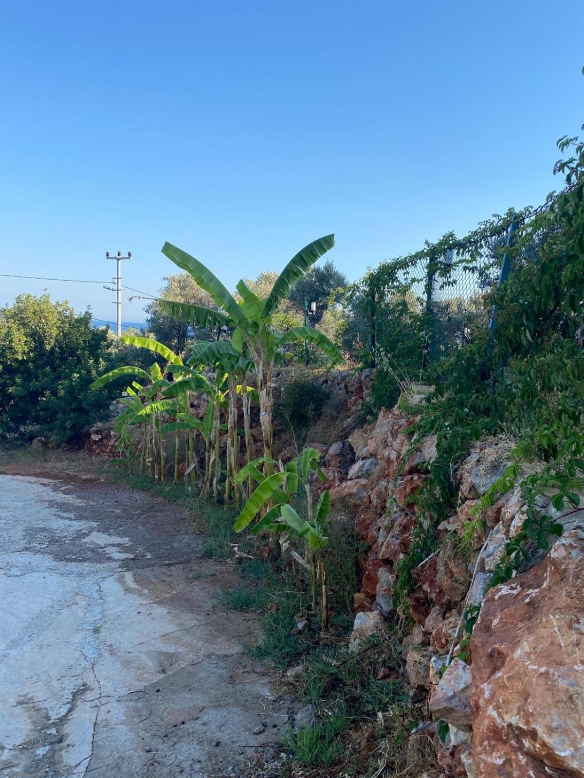 Suzi's Tiny * Mesudiye (Datca)