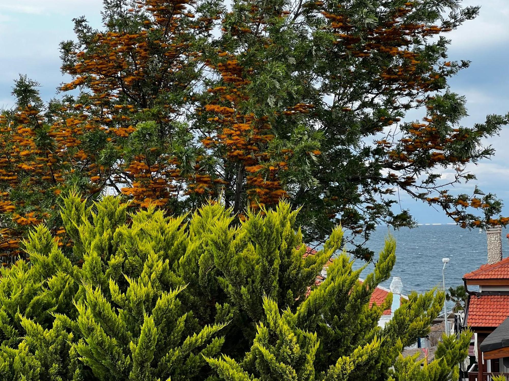 Ada Urla
