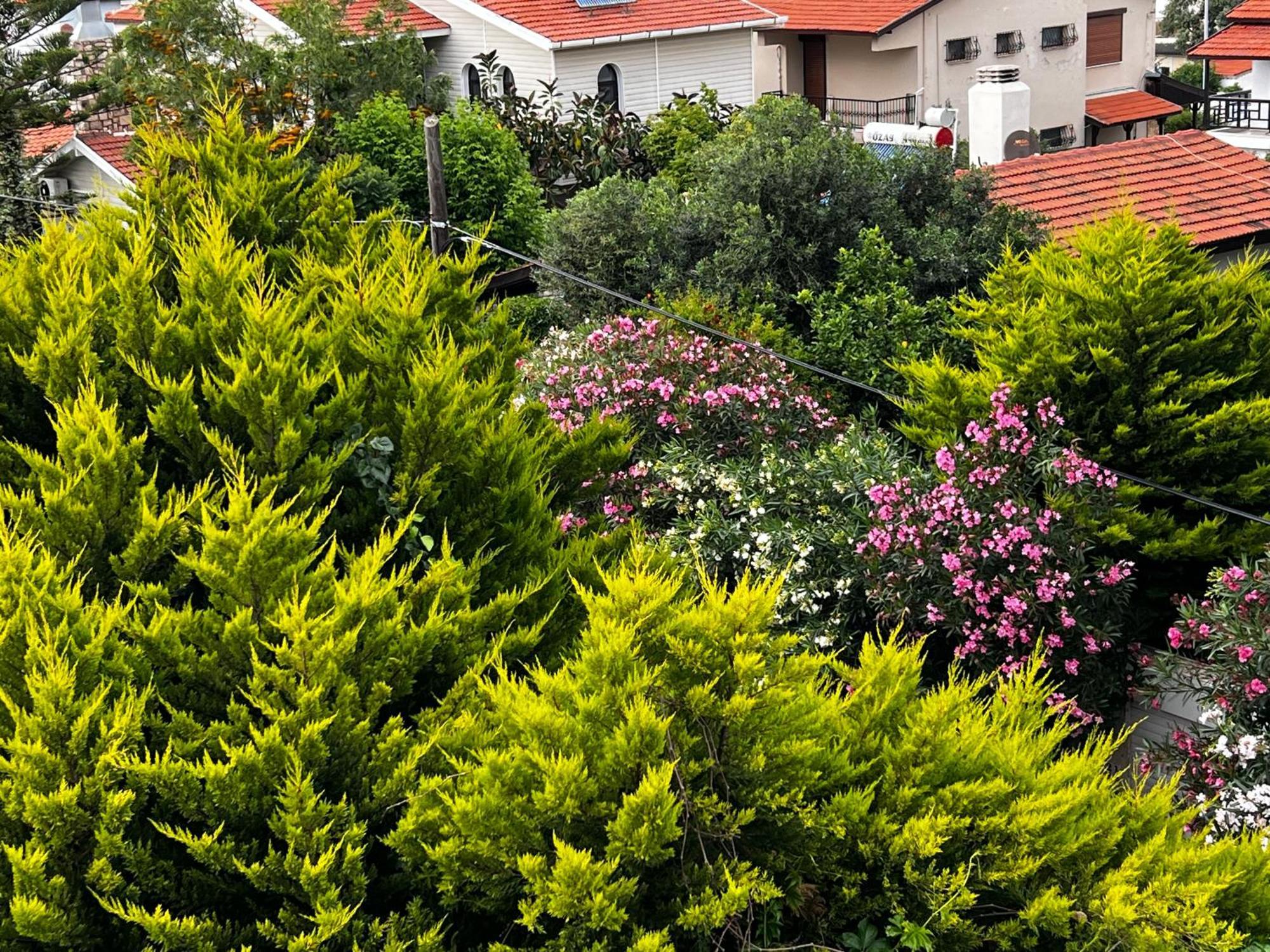 Ada Urla