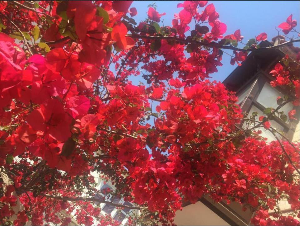Alayaz Bed & Breakfast Alacati