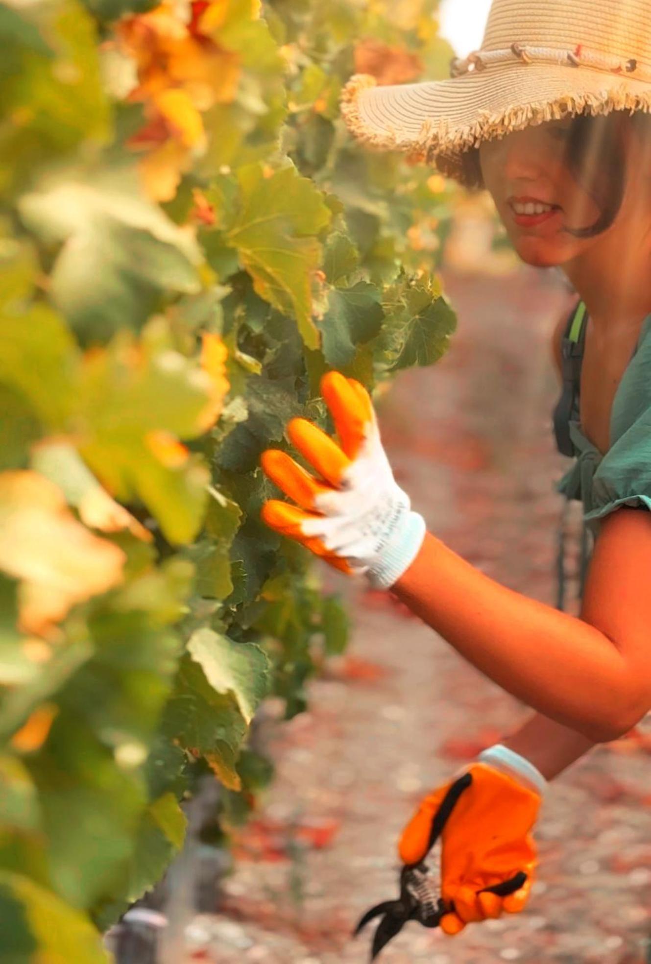 Vineyard - Over 14 Years Old Only Bed & Breakfast Datca