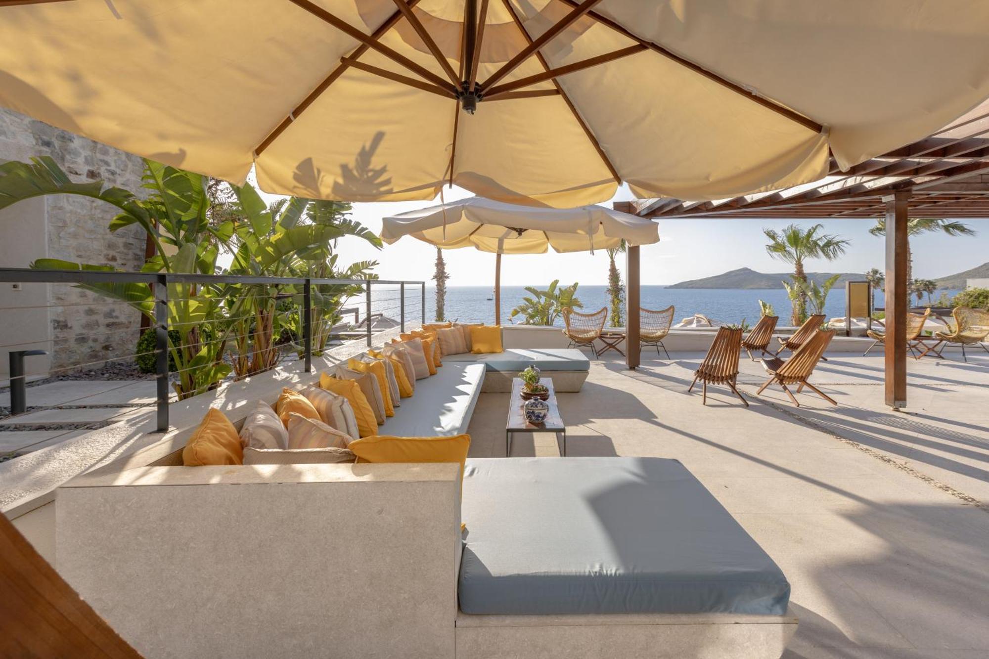 Allium Bodrum &