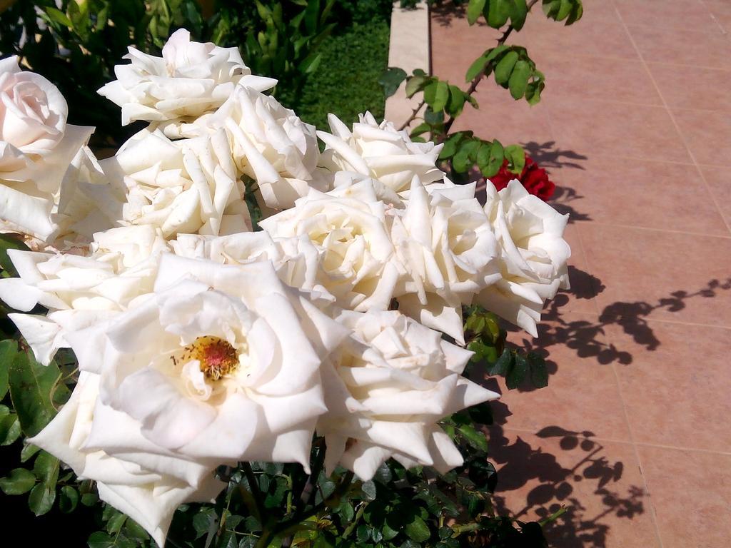 Sirman Bed & Breakfast Sarigerme