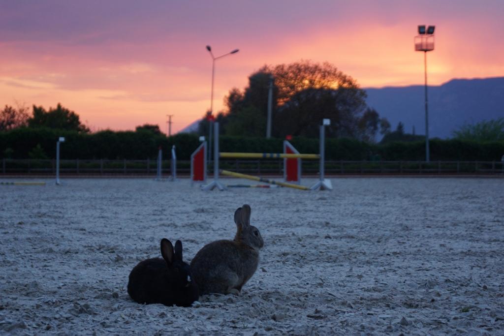 Hotel Padok Premium & Stables Gokova