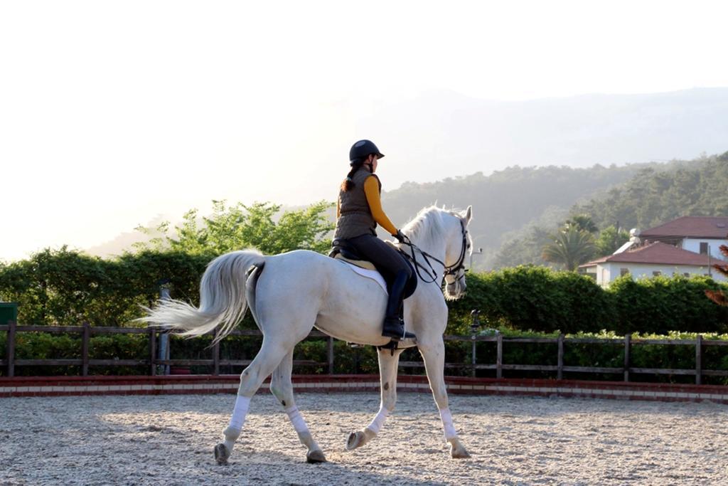 Padok Premium & Stables 4*