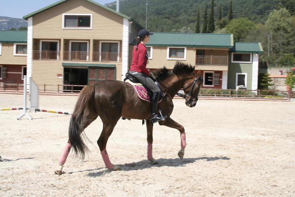Padok Premium & Stables