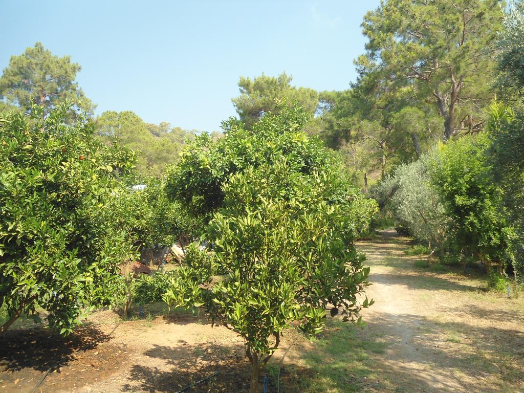 Halil Campsite *