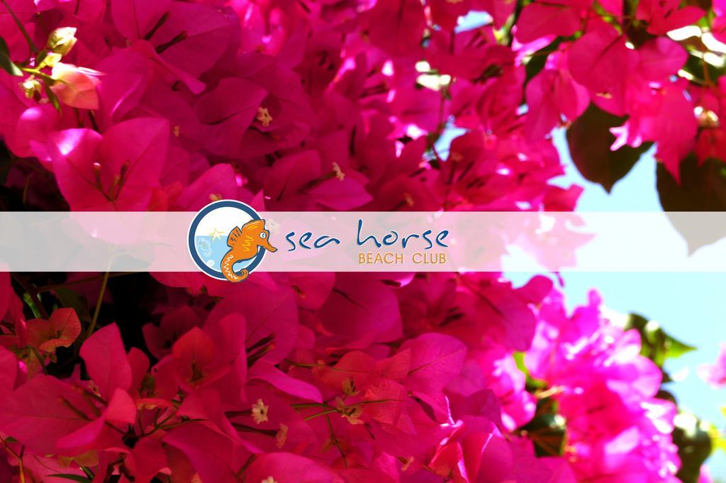S3 Seahorse Club 3*