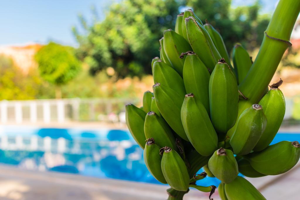 Pataros Hotel Patara