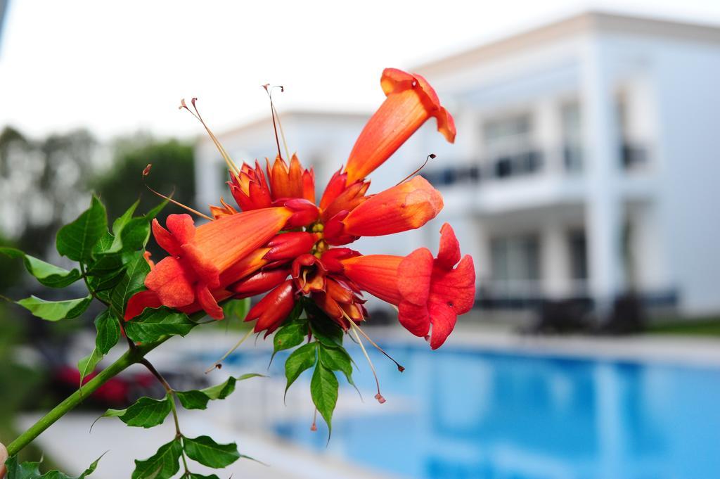 Delita Turkbuku Hotel 2*