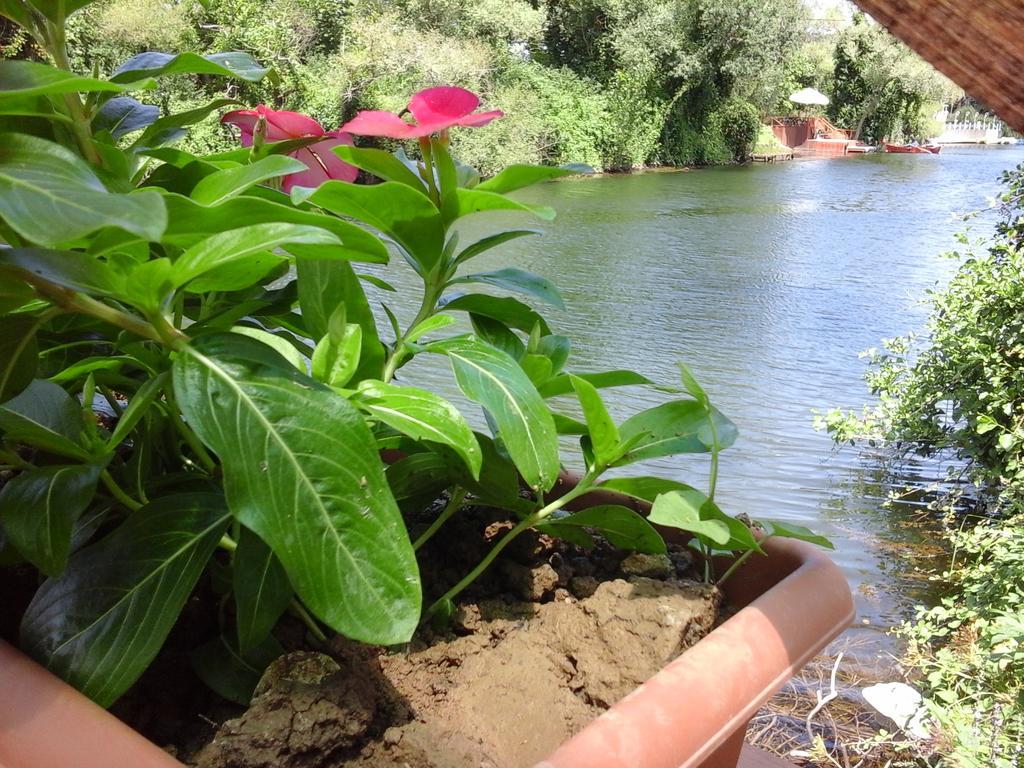 Bed & Breakfast Vira Creek House