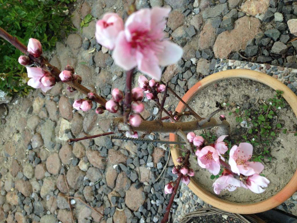 Guest house Macaron Konagi Ayvalik