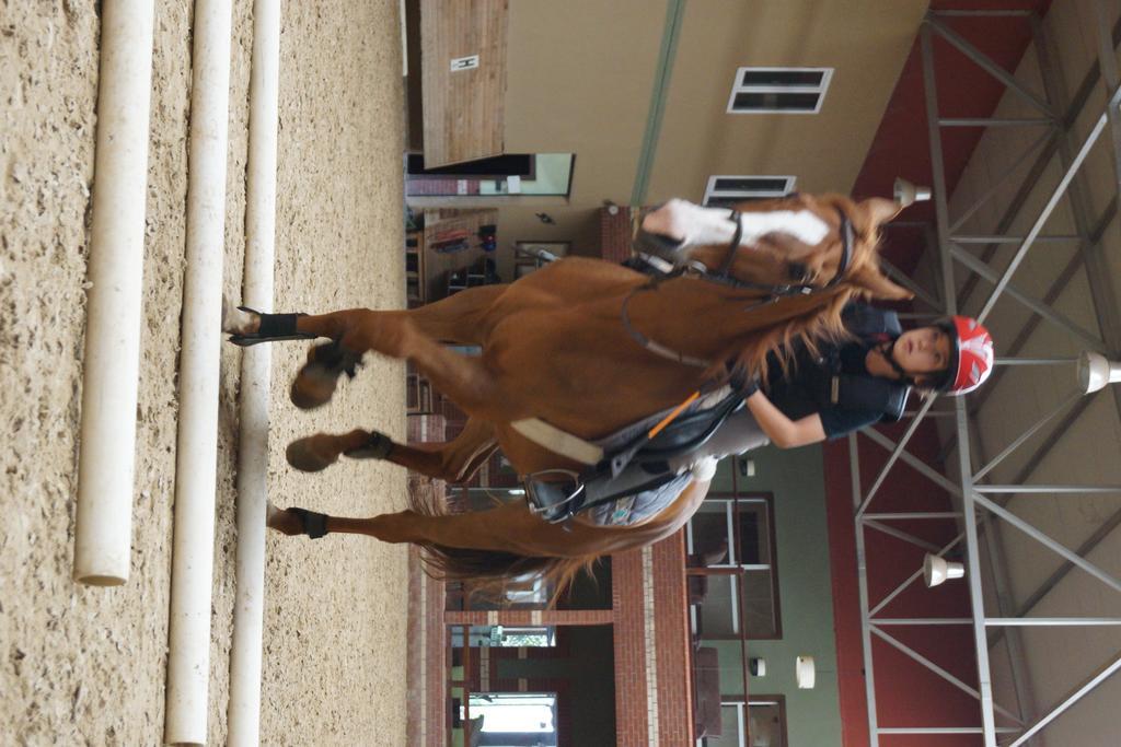 Padok Premium & Stables Gokova