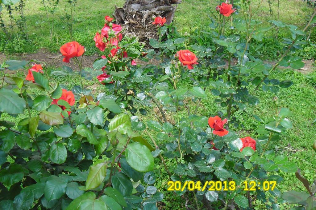 Cesur Pansiyon