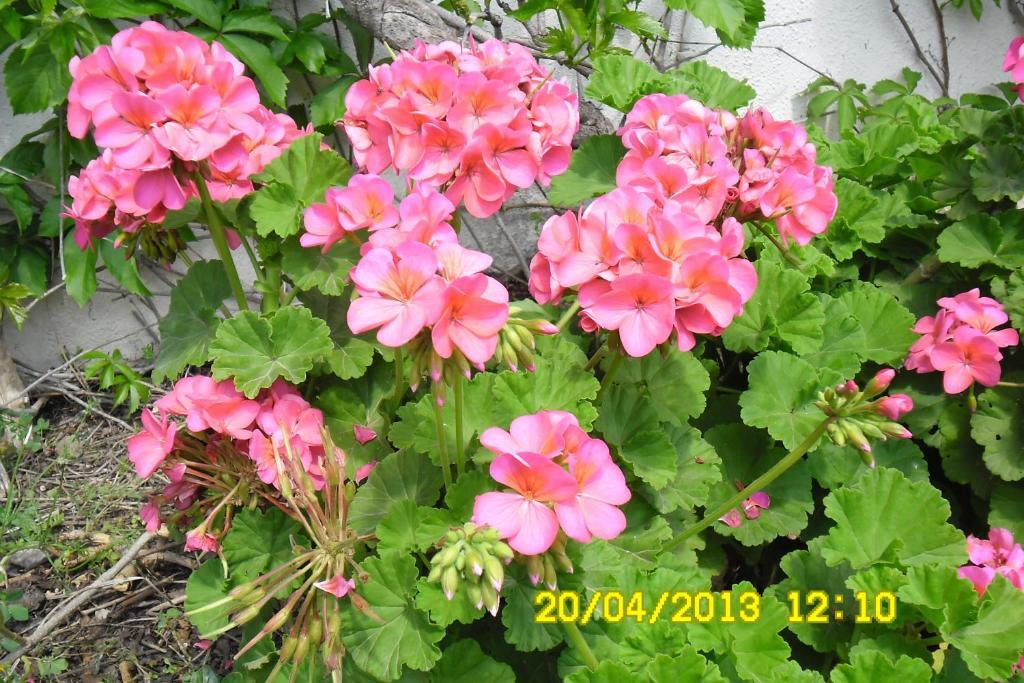 Cesur Pansiyon Cirali