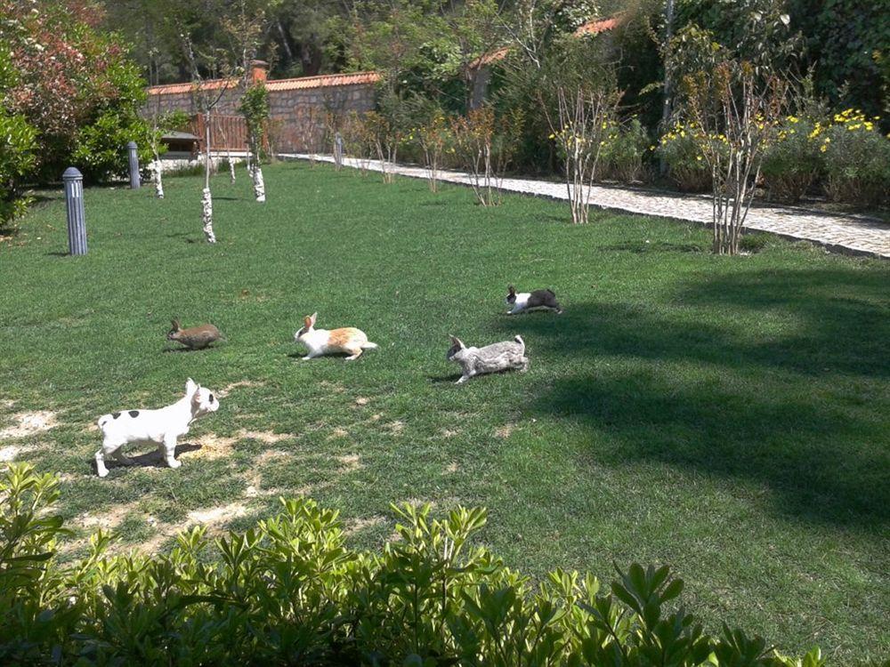 Padok Premium & Stables Hotel Gokova