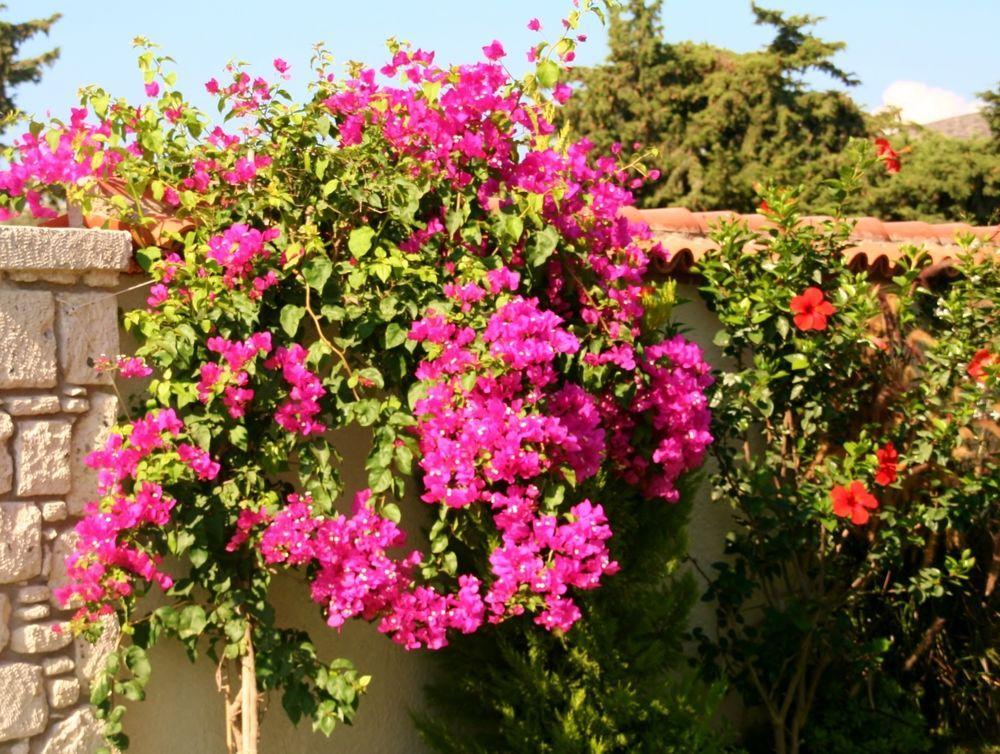 Yasemin (adults Only) Guest house 3*