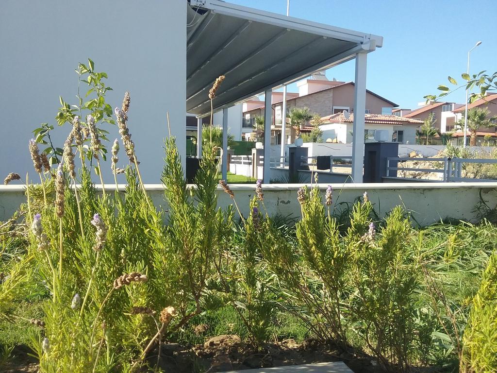 Palm23