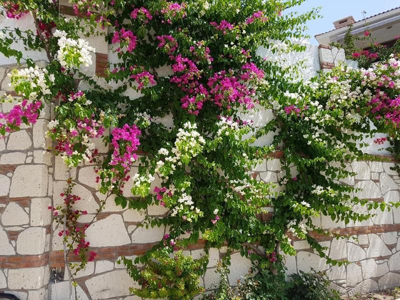 Doga Guest house 3*