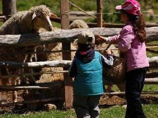 Pastoral Vadi Yaniklar