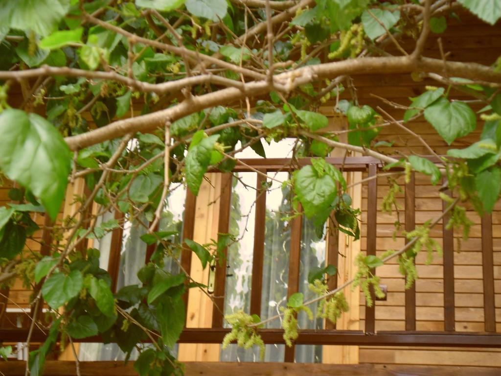 Guest house Cesur Pansiyon Cirali