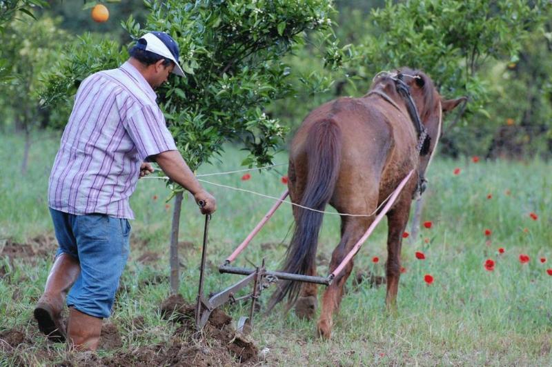 Farm stay Pastoral Vadi