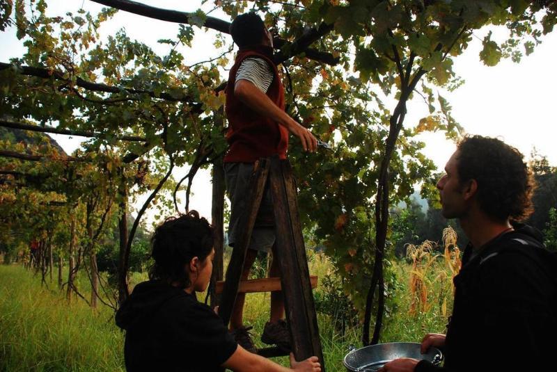 Pastoral Vadi Farm stay *