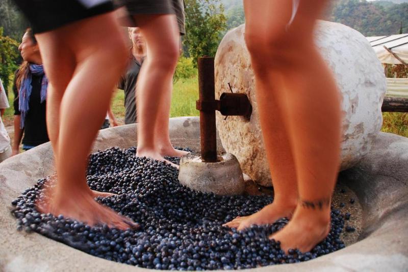 Farm stay Pastoral Vadi Yaniklar
