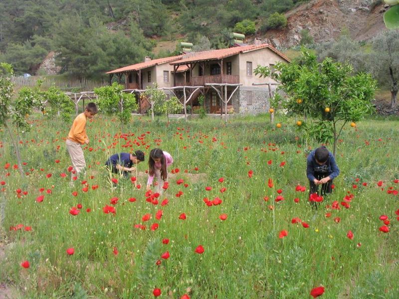 Pastoral Vadi Yaniklar