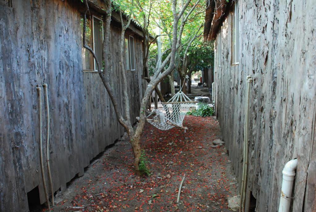 Turkmen Tree Olympos