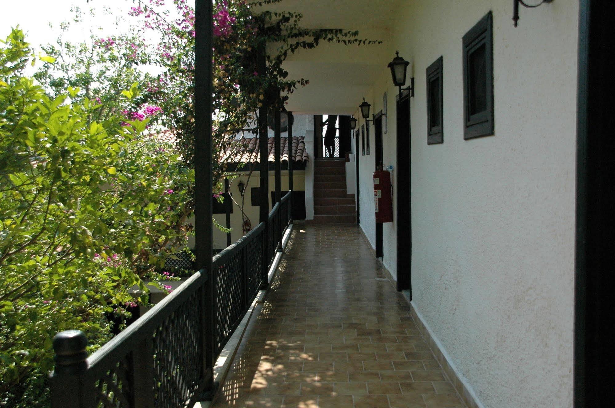 Arpia