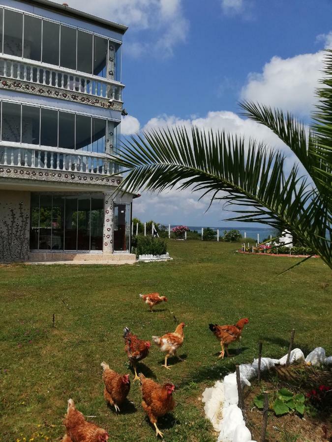 Perice * Sinop