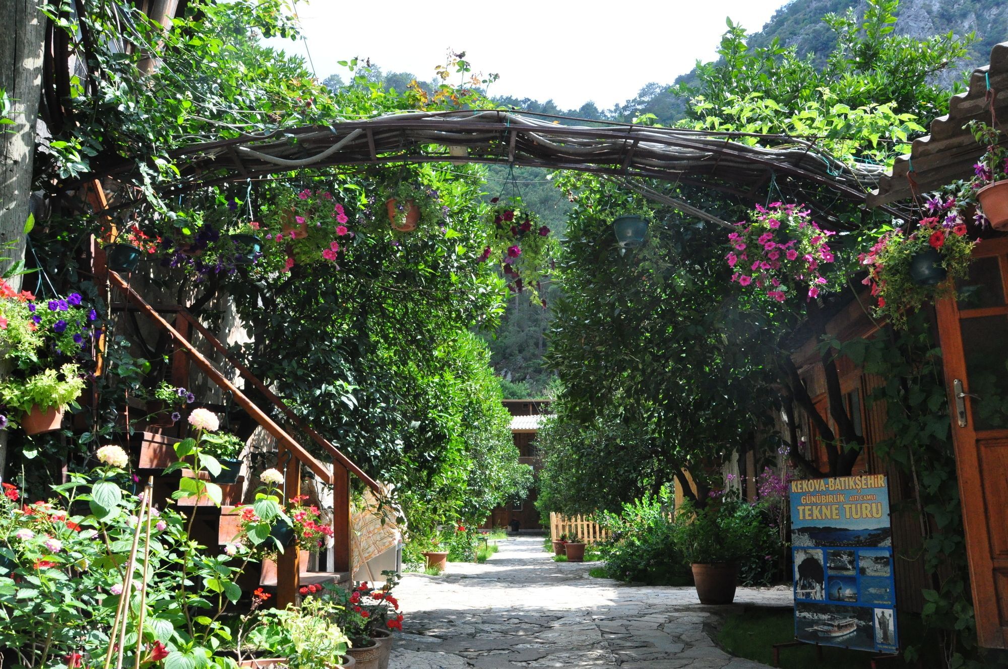 Turkmen Tree Olympos