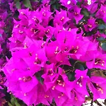 Flower Villa Apart