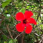Flower Villa Apart