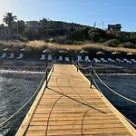 Merlot Assos