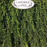 Lavender\'S Lodge Hotel