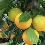 Safir Pansiyon