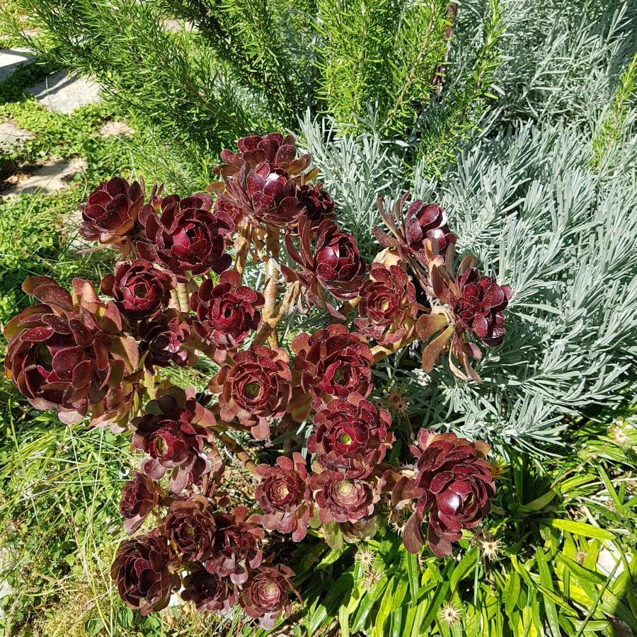 Hotel Lemon Garden Boutique Bozburun