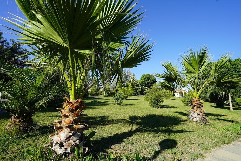 Resort Palm Wings