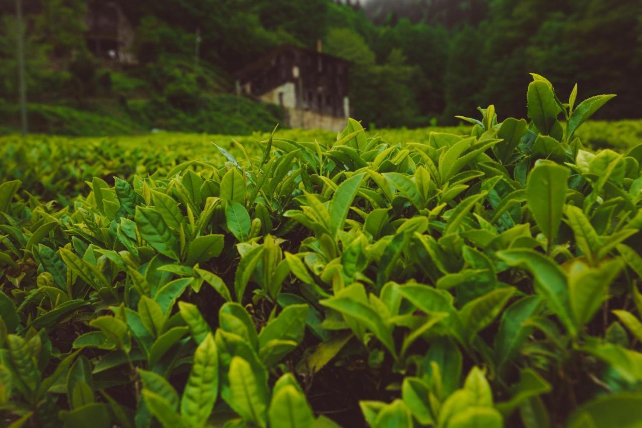 Hotel Ricosta Rize