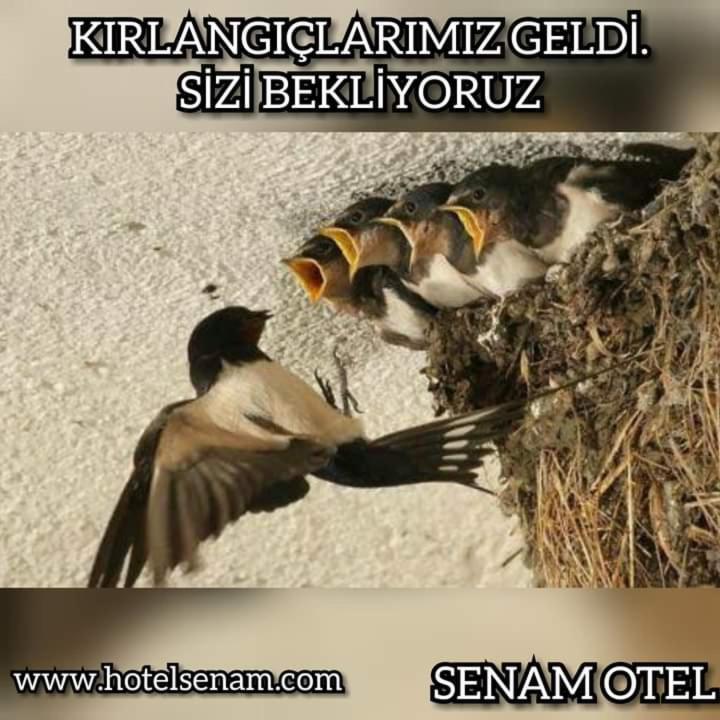 Senam 2*